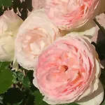 Rose Garden Mezzanine