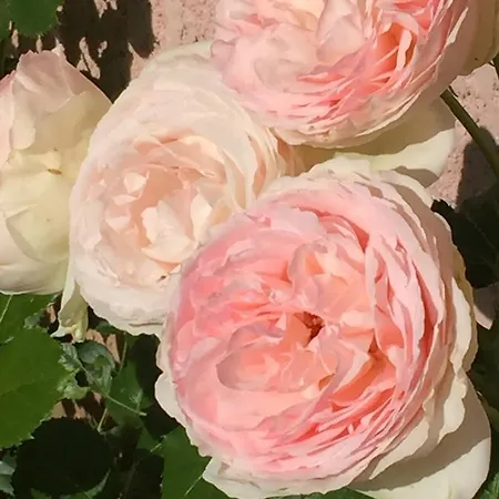 Rose Garden Mezzanine