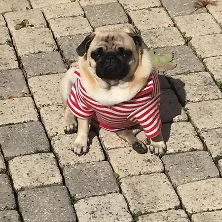 Rose Garden Mezzanine Giverny