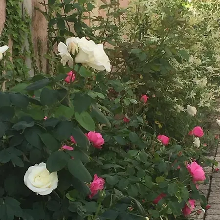 Rose Garden Mezzanine Bed and breakfast 3*