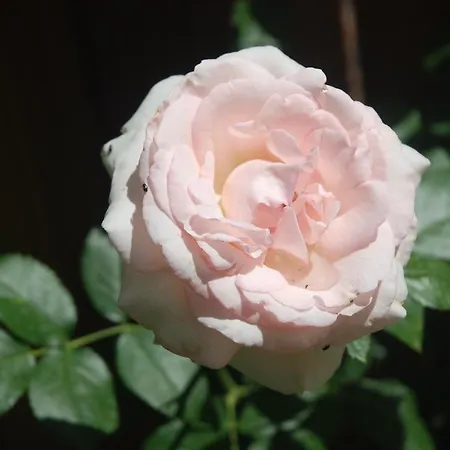 Rose Garden Mezzanine Bed & Breakfast Giverny