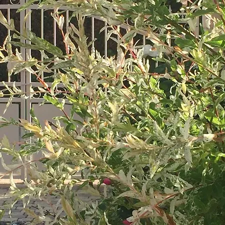 Rose Garden Mezzanine 3*