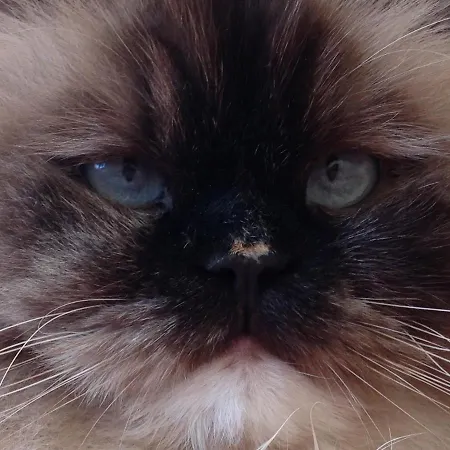 Rose Garden Mezzanine Bed & Breakfast Giverny