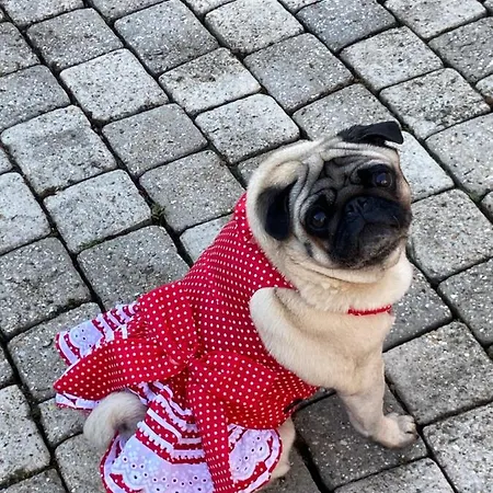 Bed & Breakfast Rose Garden Mezzanine 3*