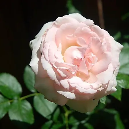 Rose Garden Mezzanine 3*
