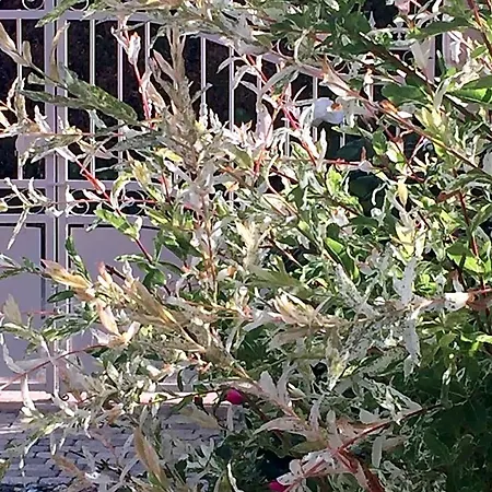 Bed and breakfast Rose Garden Mezzanine