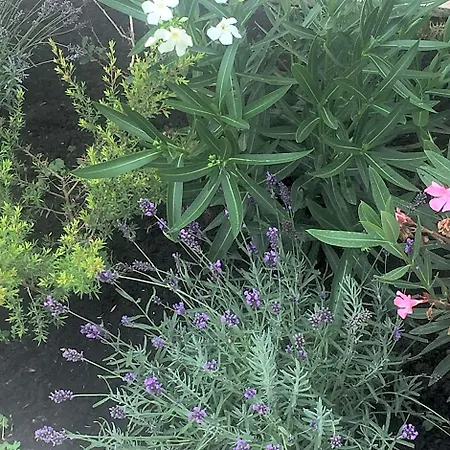 Bed and breakfast Rose Garden Mezzanine