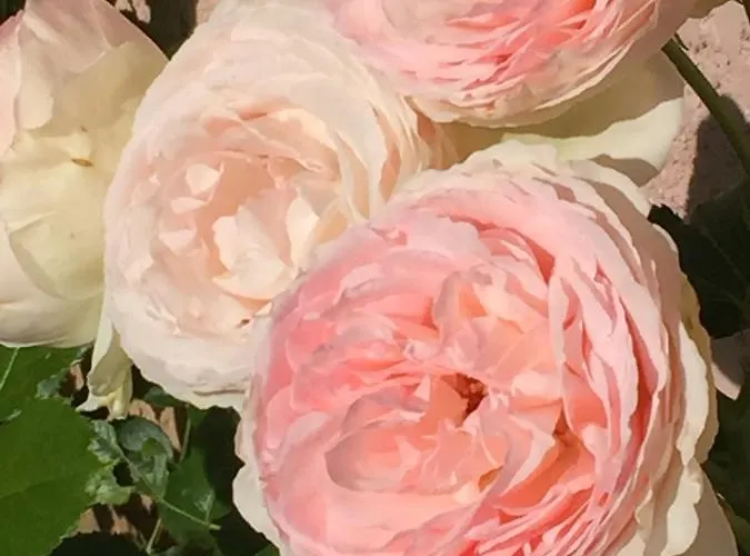 Rose Garden Mezzanine