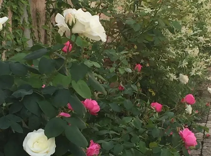 Rose Garden Mezzanine Couette-café 3*