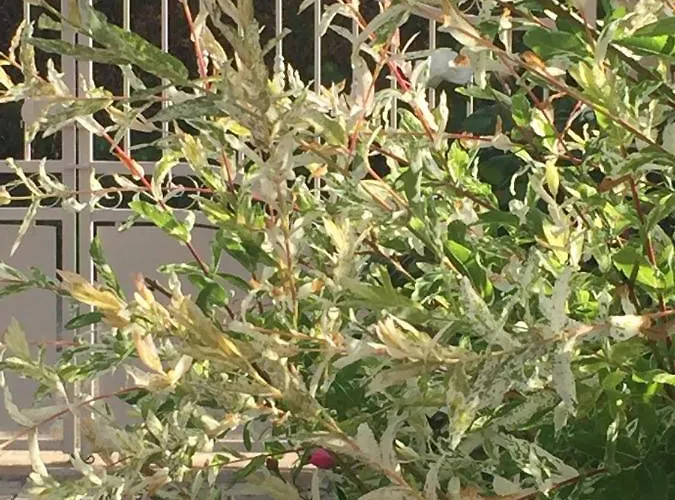 Rose Garden Mezzanine 3*