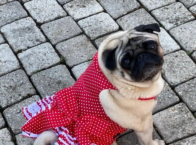 Couette-café Rose Garden Mezzanine 3*